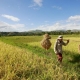 WTO policies harming small-scale farmers in poor countries