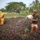 Sri Lanka: UN agency funds irrigation improvement projects