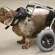 Saving Dogs with Spinal Cord Injuries.