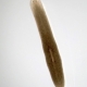 Flatworm Flouts Fundamental Rule of Biology