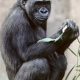 Gorilla Genome Yields Surprises