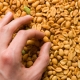 Therapy Shows Promise for Peanut Allergy