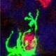 Immune Cells Regulate Brain Development