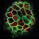 Liver Stem Cells Discovered in Mice
