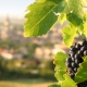 How Resveratrol May Fight Aging