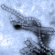 Clues in H7N9 Influenza Genetic Sequences