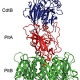 Novel Structure and Function of Typhoid Toxin