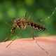 How Mosquitoes Detect People