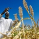Global cereal production forecast to rise, but food insecurity to continue – UN