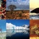 UN launches Decade on Biodiversity to stem loss of ecosystems