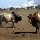 Efficiency of livestock systems must be improved – UN report