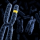 Chromosome Quirks Linked to Aging and Cancer