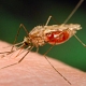 Malaria Vaccine Found Safe and Protective