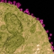 Vaccine Clears Away Monkey AIDS Virus