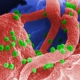 Toxin Kills HIV-Infected Cells