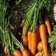 Ultraviolet Light Boosts Carrots’ Antioxidant Value